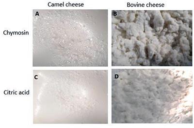 The Texture of Camel Milk Cheese: Effects of Milk Composition, Coagulants, and Processing Conditions